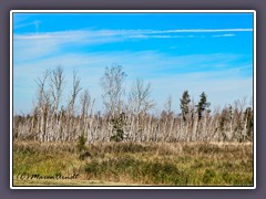 Renaturiertes Land - Sundische Wiesen