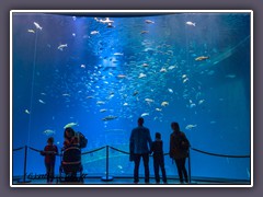 Stralsund - Oceaneum
