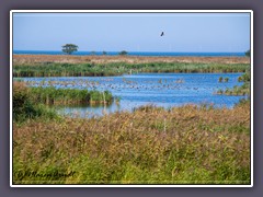 Vogelschutzgebiet Nationalparl Vorpommersche Boddenlandschaft