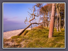Wald bis ans Meer