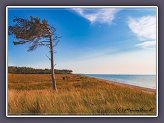 Windflüchter - der Einzelkämpfer