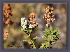 Fernbush - Chamaebatiaria-millefolium