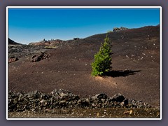 Leben in der Lava