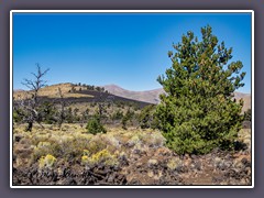 Whitebark Pine 