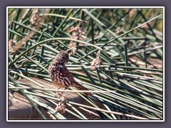 Fox-Sparrow im Stillwater Wildlife Refuge