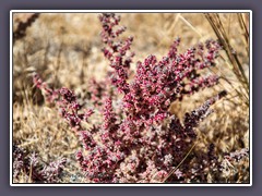 Quinoa - Andenhirse