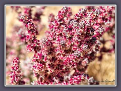 Quinoa - Wildblume am Highway 93