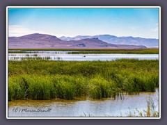 Stillwater Naturparadies in der Wüste - National Wildlife Refuge