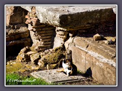 Katzen von Rom - Torre Argentina ist die Mischung aus Katzen und historischen Ruinen