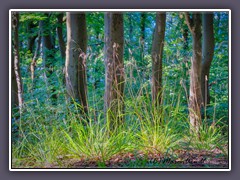 Der Nationalpark Jasmund