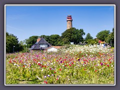 Kap Arkona Sommerblütentraum