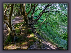 Märchenwald bei Schwarbe