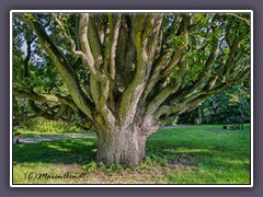 Schlosspark Ralswiek - Pyramideneiche 