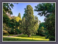 Schlosspark Ralswiek - Pyramideneiche gepflanzt 1836