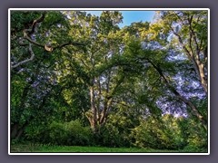 Schlosspark Ralswiek - Roteiche gepflanzt 1815 