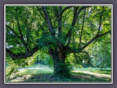 Schlosspark Ralswiek - Winterlinde. gepflanzt 1815