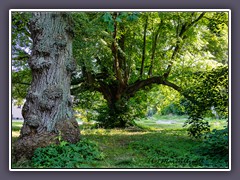 Schlosspark Ralswiek - Winterlinde vorne ein Tulpenbaum 