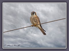 Common Kestrel - Falco tinnunculus