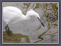 Reddish Egret - White Morphe - Leonabelle Wildlife Refuge - Port Aransas - Texas
