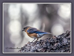 Poetry Nature - Eastern Bluebird - Weibchen -Sialia sialis - Rotbrust Hüttensänger 
