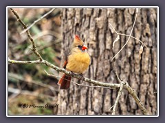 Poetry Nature - Red Cardinal Weibchen - Cardinalis cardinalis