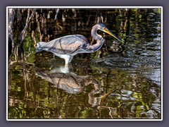 Dreifarben Reiher - Tricolor Heron