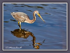 Dreifarbenreiher - Tricolor Heron