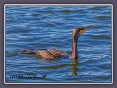 Kormoran - Double Crested Cormorant
