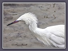 Weisse Morphe Rötelreiher . White Morphe Reddish Egret