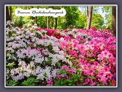 Bremen Rhododendronpark