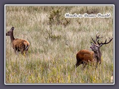 Hirsche m Darsser Urwald