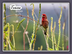 USA Texas Fauna